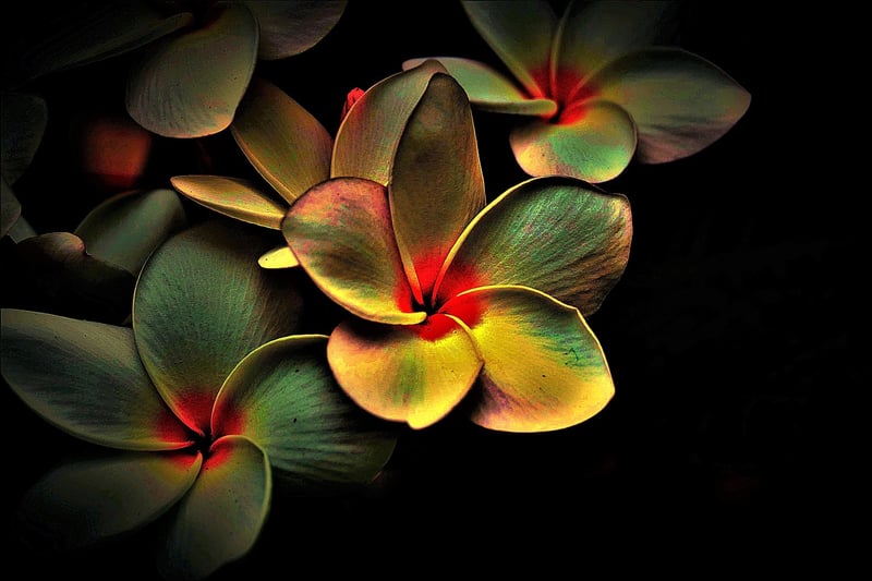 Butterfly Effect